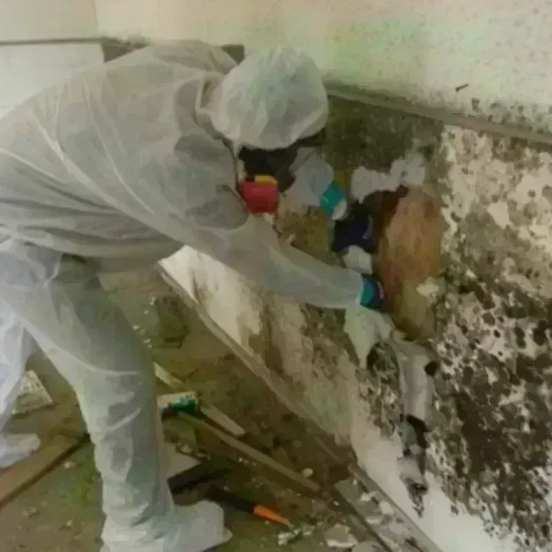 Mold Remediation and Removal in Middletown, DE